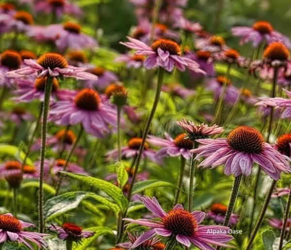 Roter Sonnenhut (Echinacea) Pellets